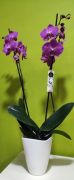 Phalaenopsis, kaspban